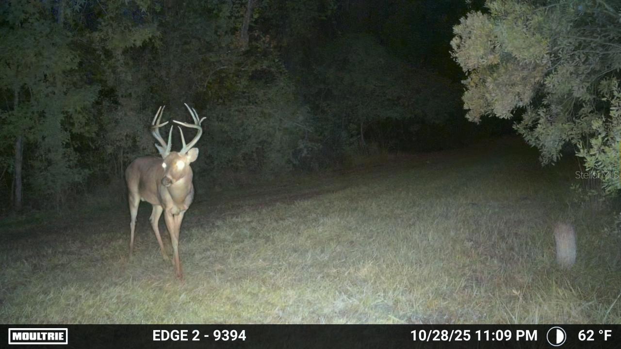 11816 SE COUNTY ROAD 234, MICANOPY, FL — photo 38