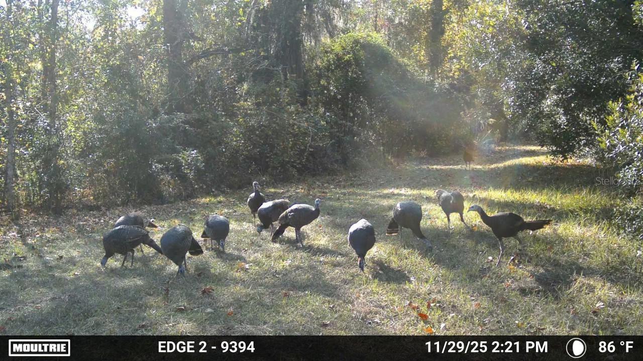 11816 SE COUNTY ROAD 234, MICANOPY, FL — photo 40