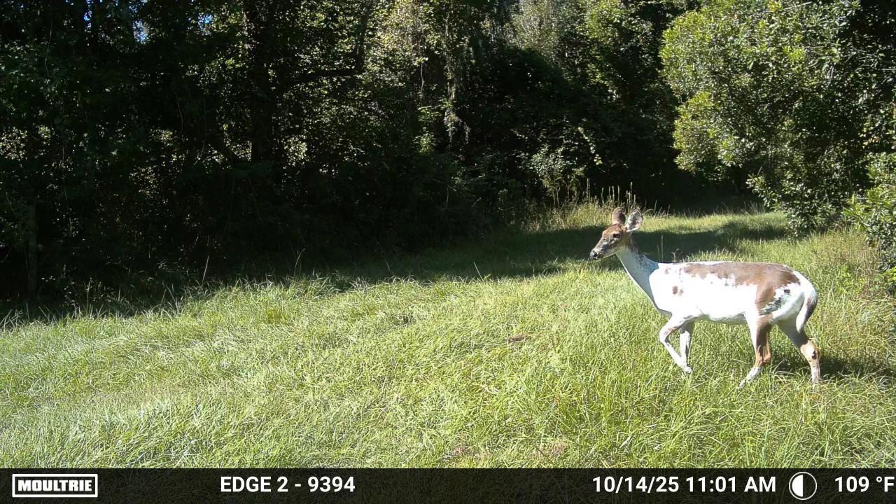 11816 SE COUNTY ROAD 234, MICANOPY, FL — photo 42