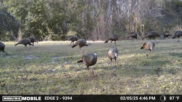 11816 SE COUNTY ROAD 234, MICANOPY, FL — photo 66