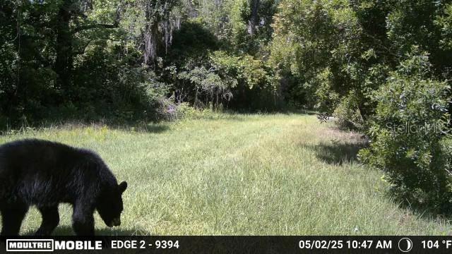 11816 SE COUNTY ROAD 234, MICANOPY, FL — photo 68