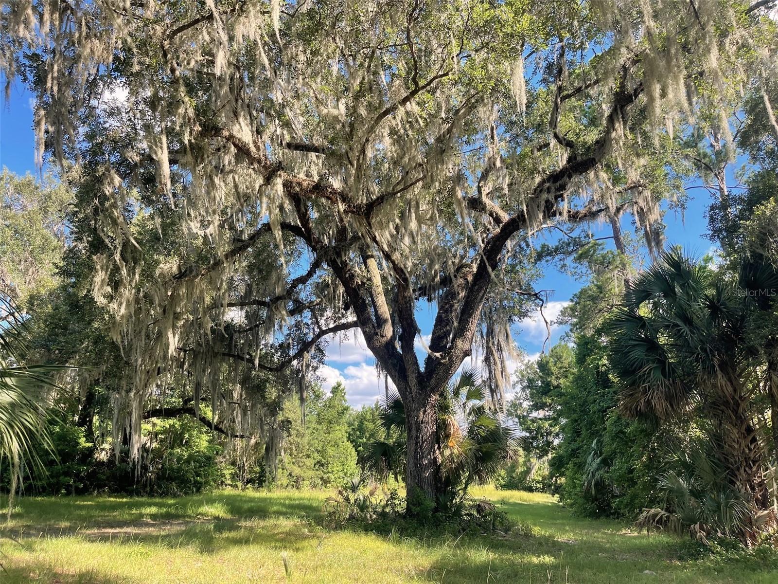 11816 SE COUNTY ROAD 234, MICANOPY, FL — photo 74