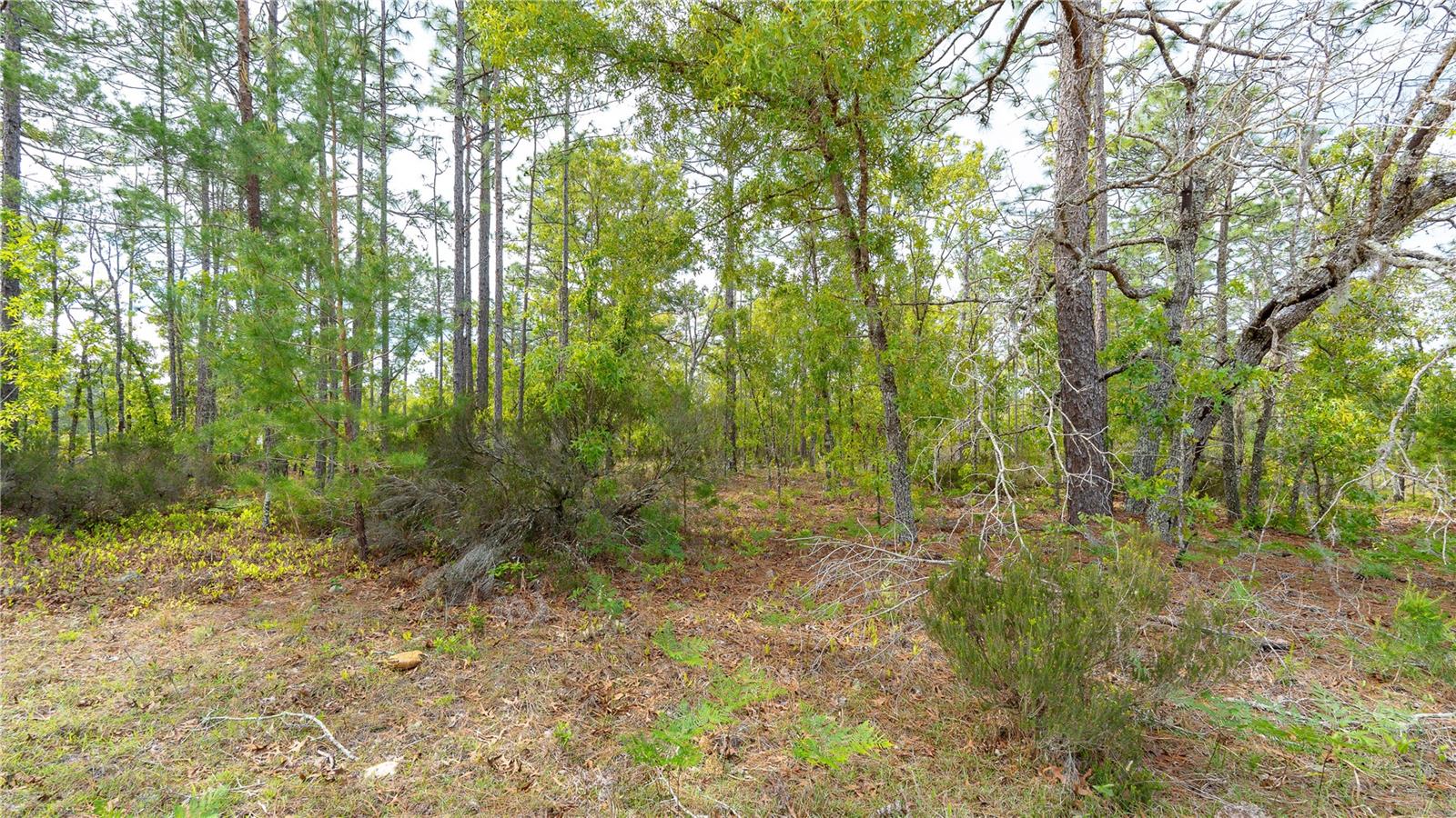 230 MELROSE LANDING DR, HAWTHORNE, FL — photo 26