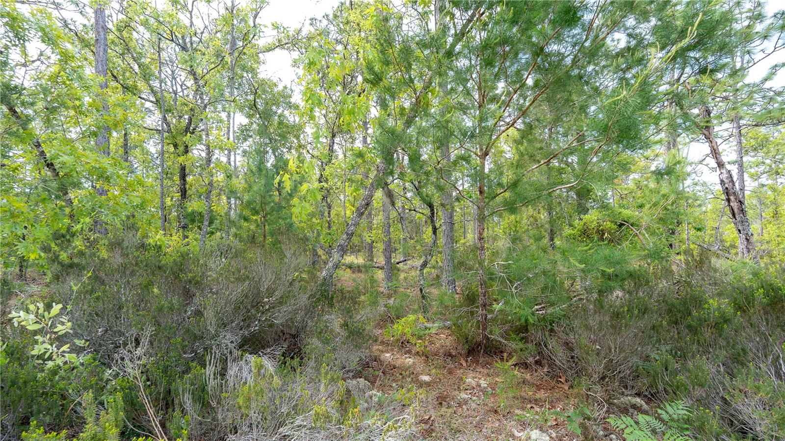 230 MELROSE LANDING DR, HAWTHORNE, FL — photo 33