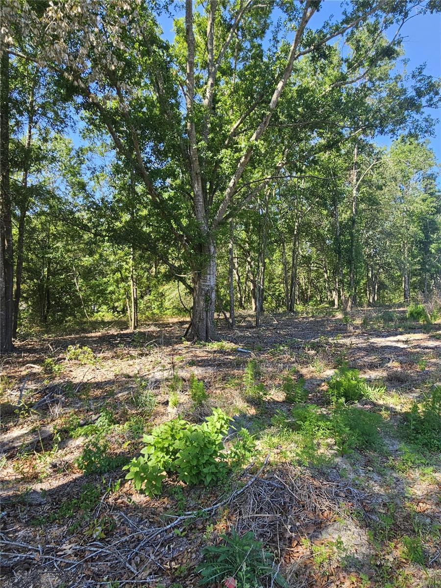 000 SW MIXSON RD, LAKE CITY, FL — photo 3