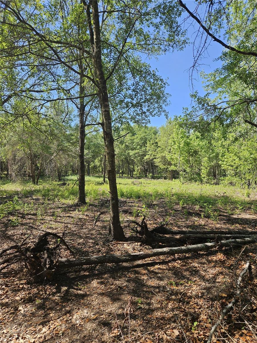 000 SW MIXSON RD, LAKE CITY, FL — photo 35