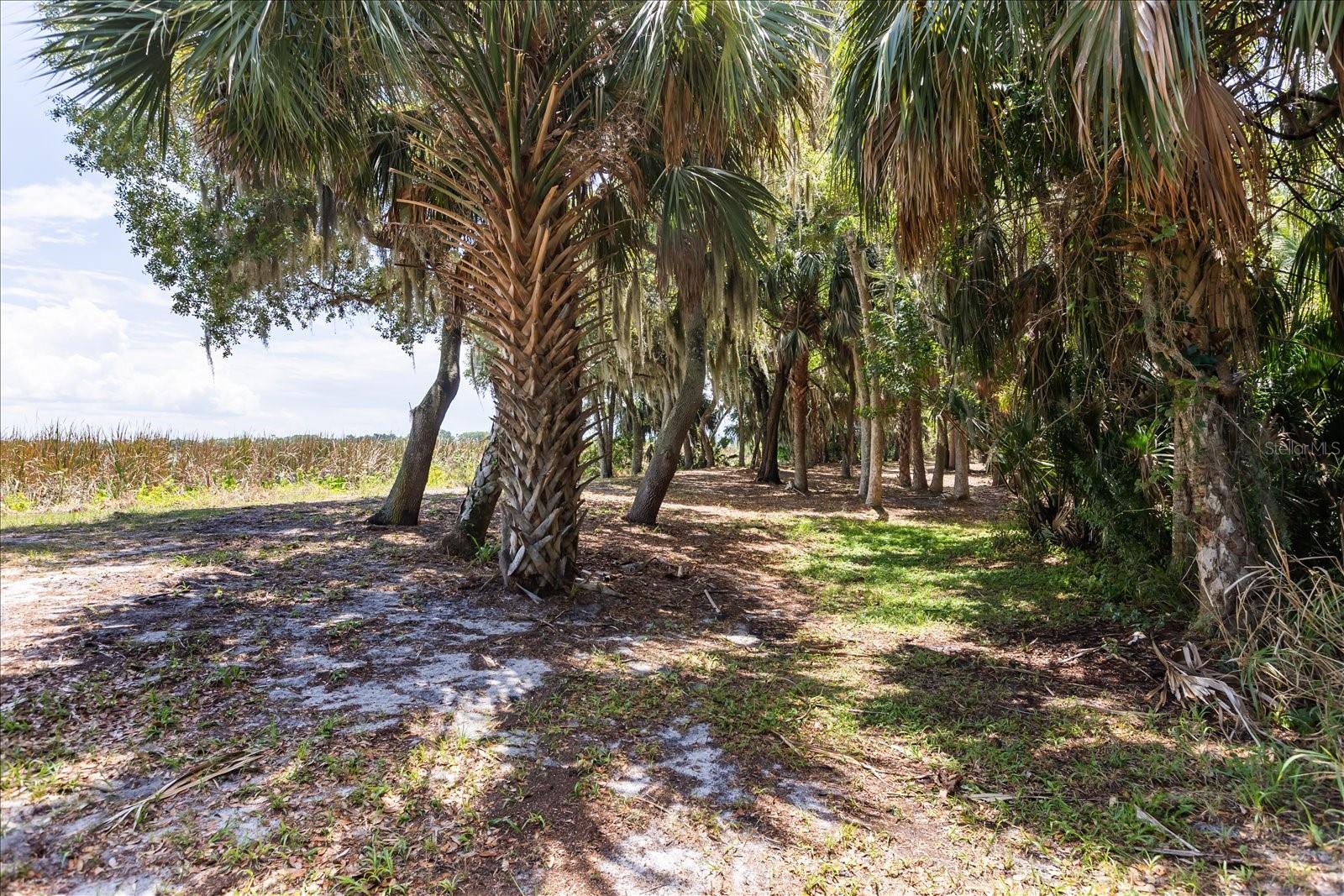 TBD DEER ISLAND RD, TAVARES, FL — photo 32