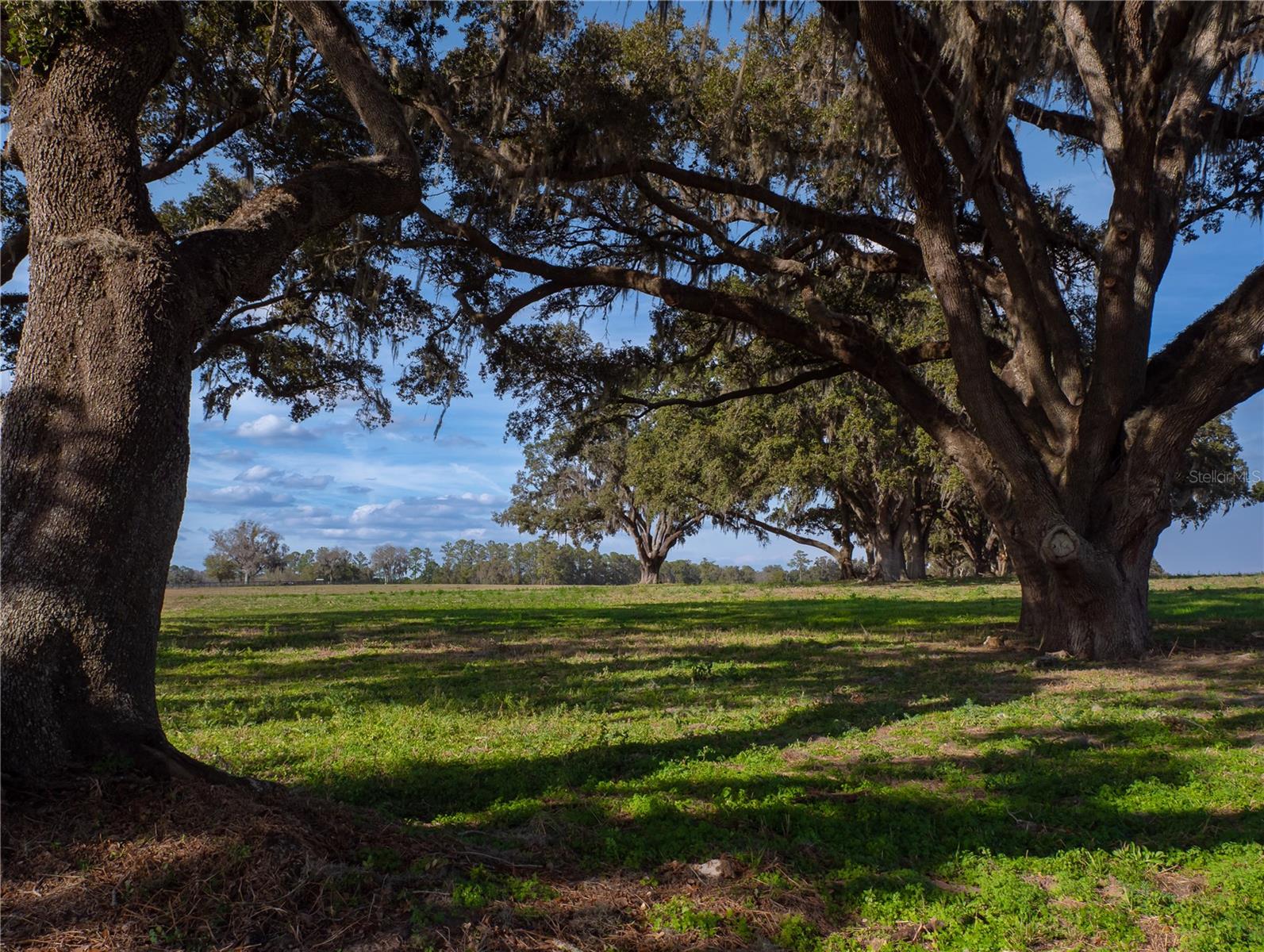 TBD NW GAINESVILLE RD, REDDICK, FL — photo 7