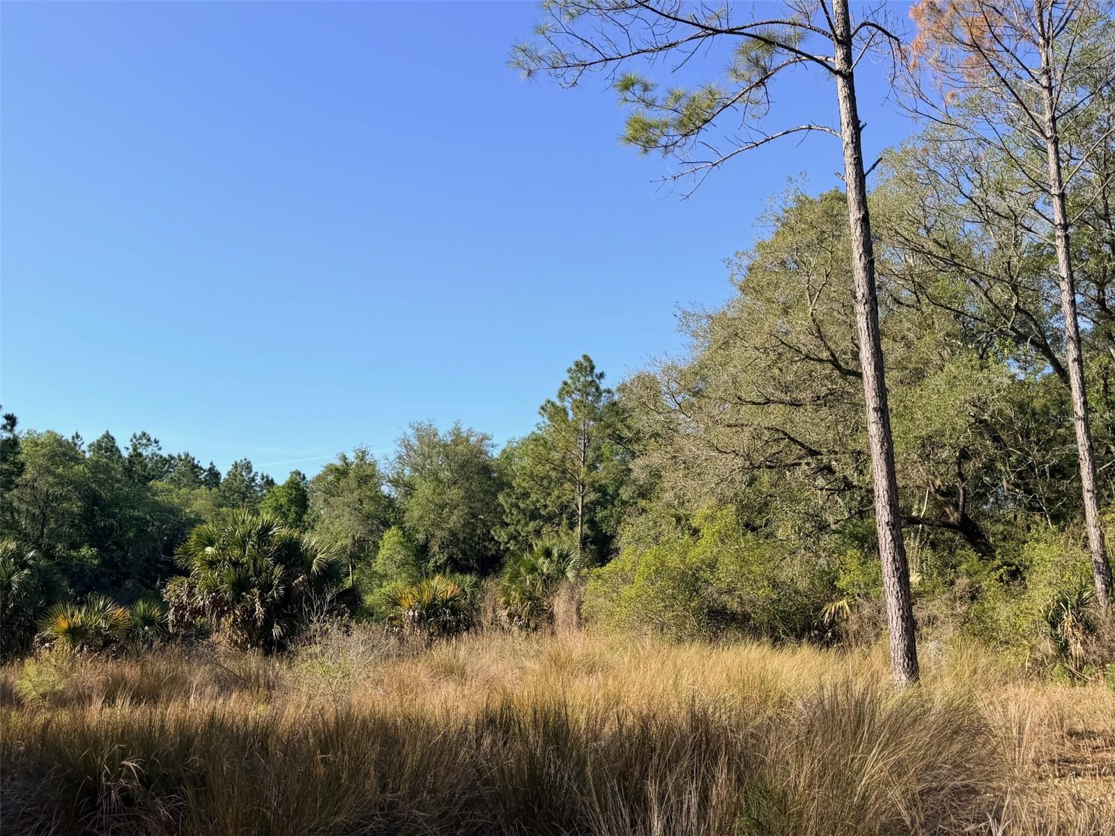 6650 NW 110TH AVE, CHIEFLAND, FL — photo 2