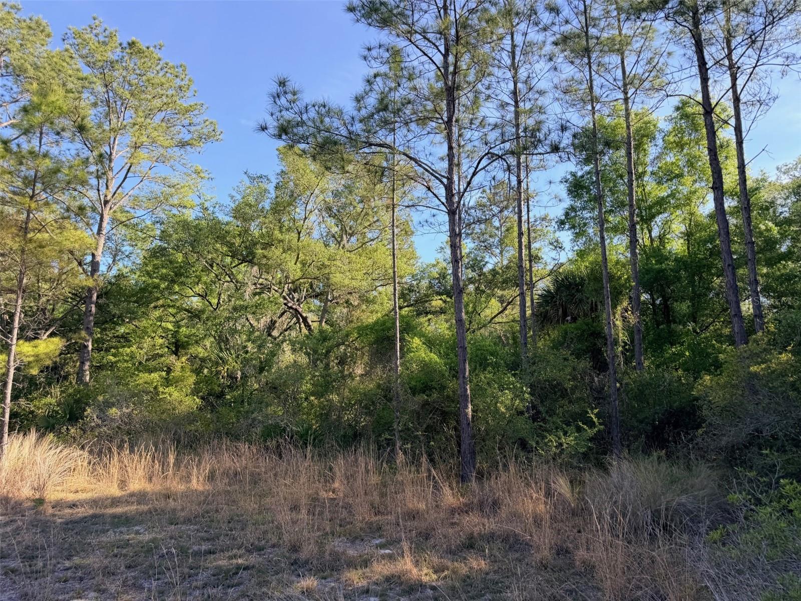 6650 NW 110TH AVE, CHIEFLAND, FL — photo 9