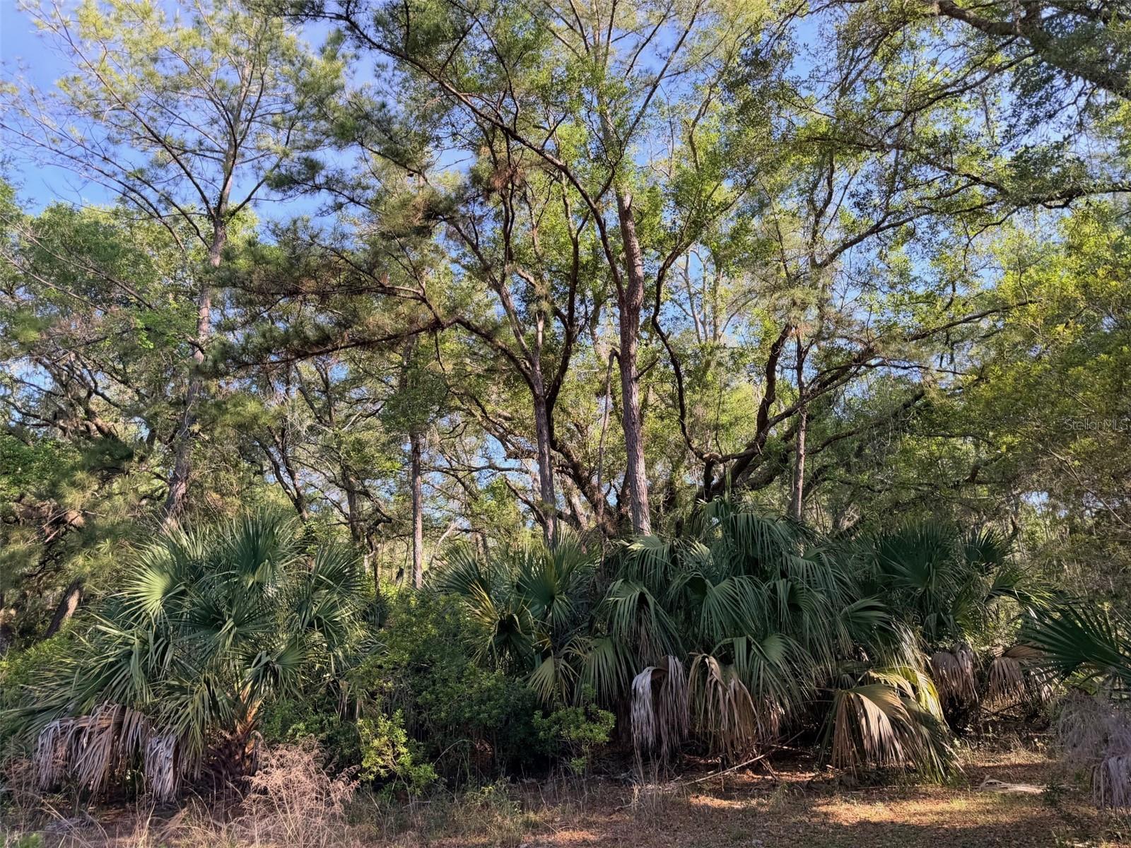 6650 NW 110TH AVE, CHIEFLAND, FL — photo 18