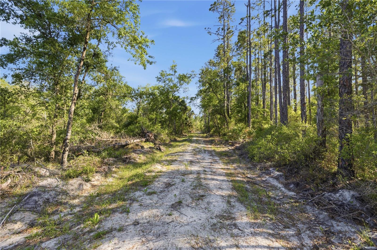 TBD NE 125TH AVE, FORT MC COY, FL — photo 4