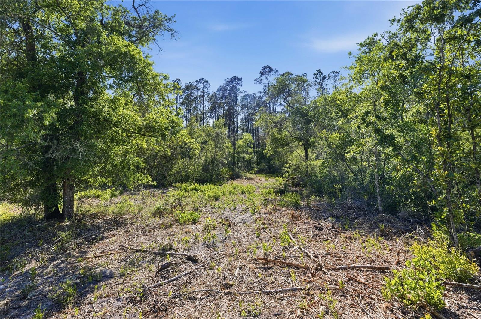 TBD NE 125TH AVE, FORT MC COY, FL — photo 8