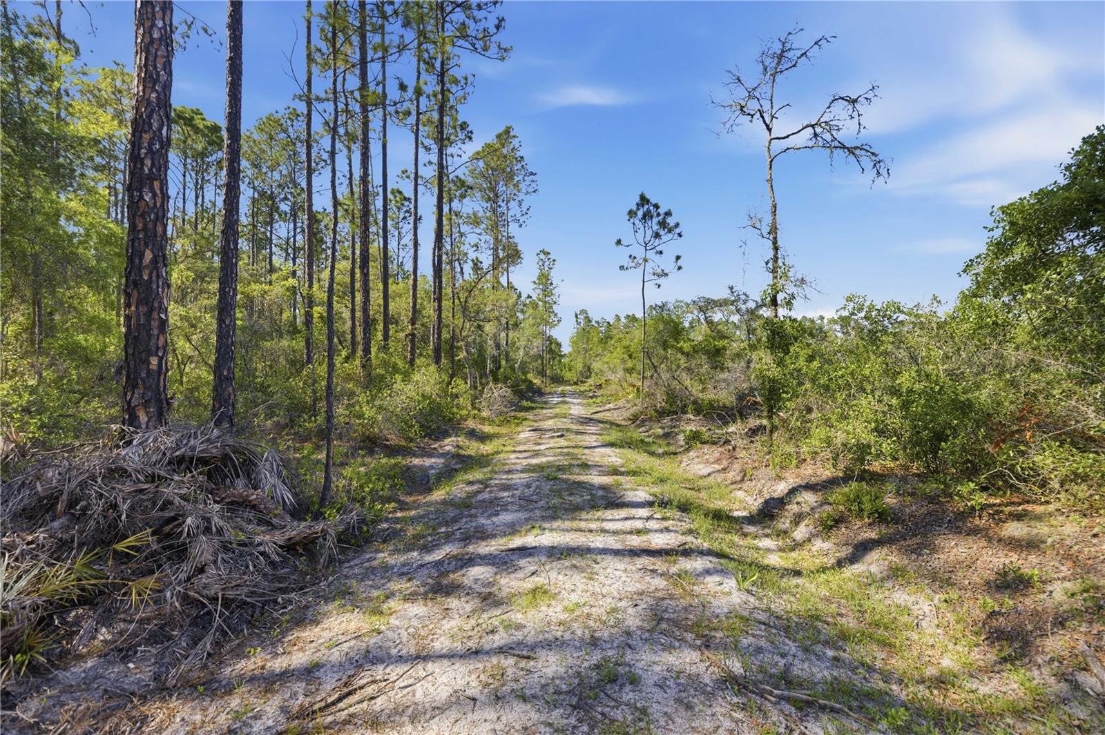 TBD NE 125TH AVE, FORT MC COY, FL — photo 12