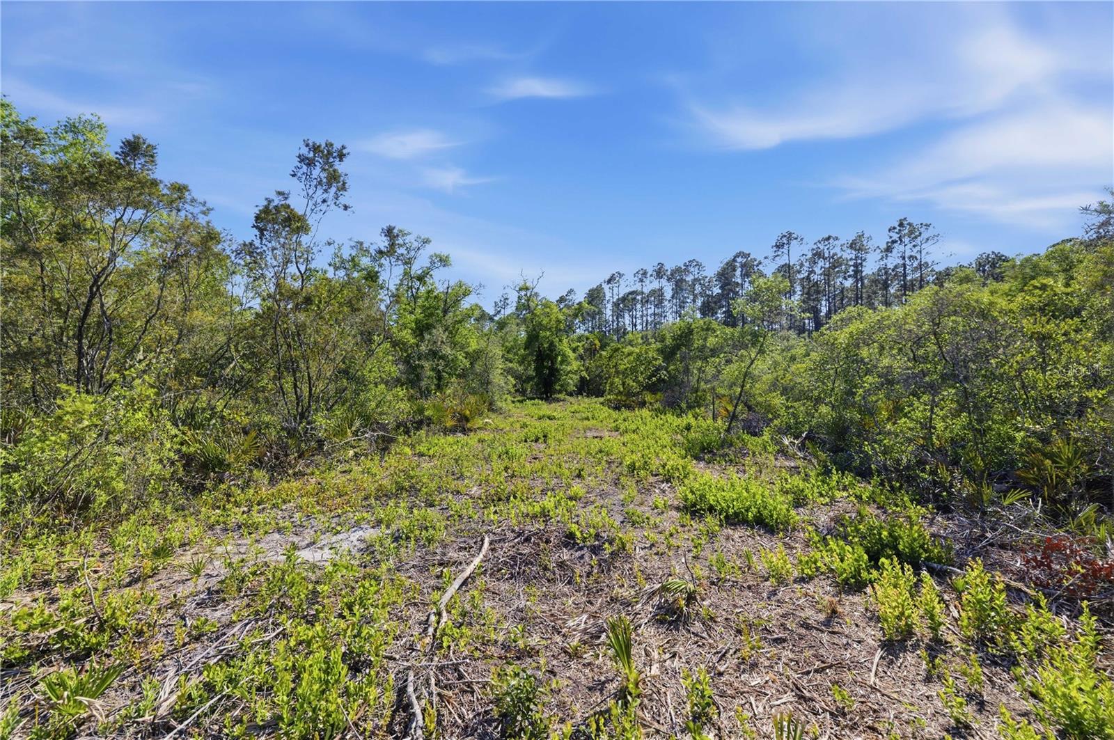 TBD NE 125TH AVE, FORT MC COY, FL — photo 15