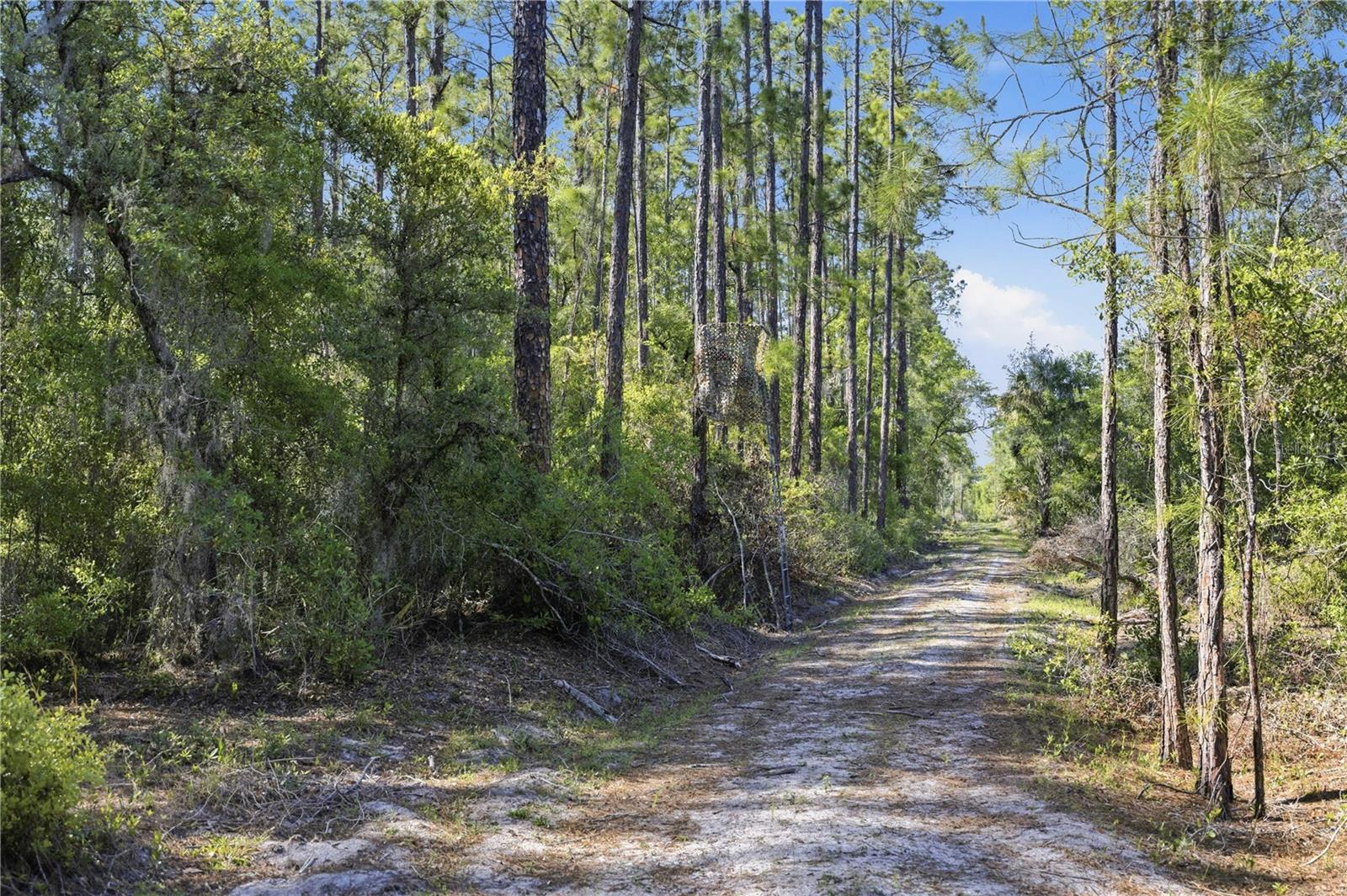 TBD NE 125TH AVE, FORT MC COY, FL — photo 17