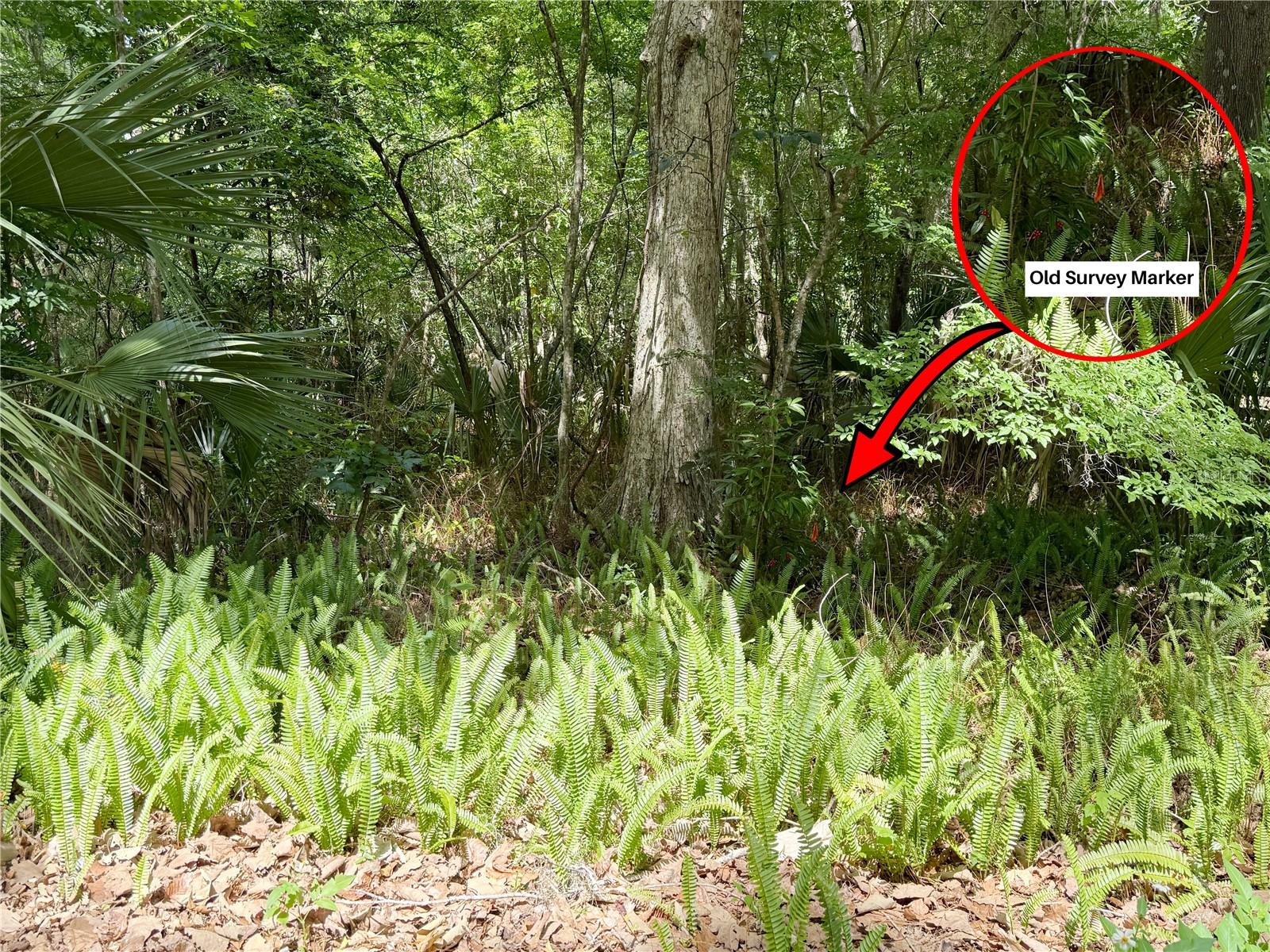 SW 45TH ST, OCALA, FL — photo 8