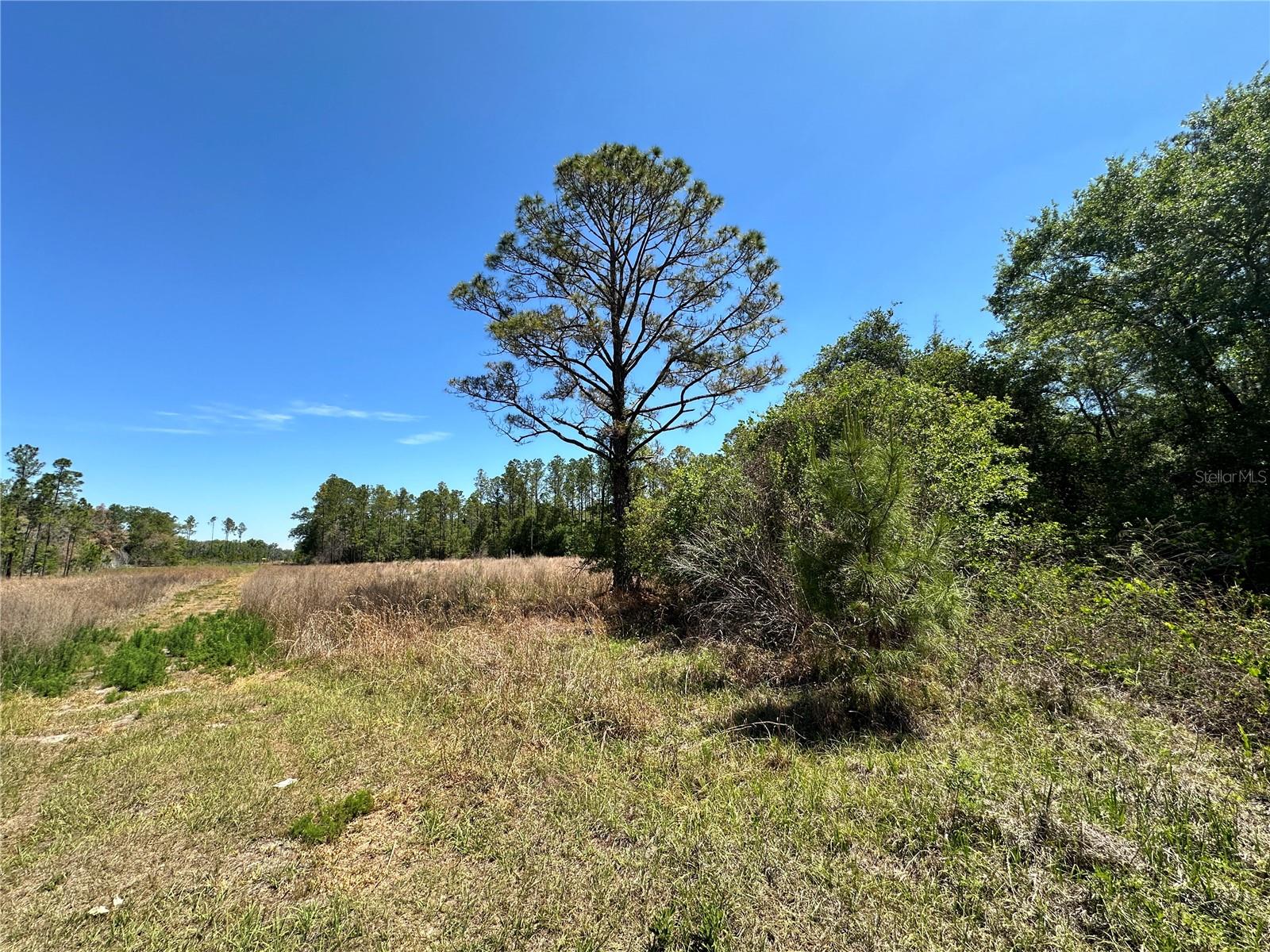 TBD NE 128TH LN, BRONSON, FL — photo 2
