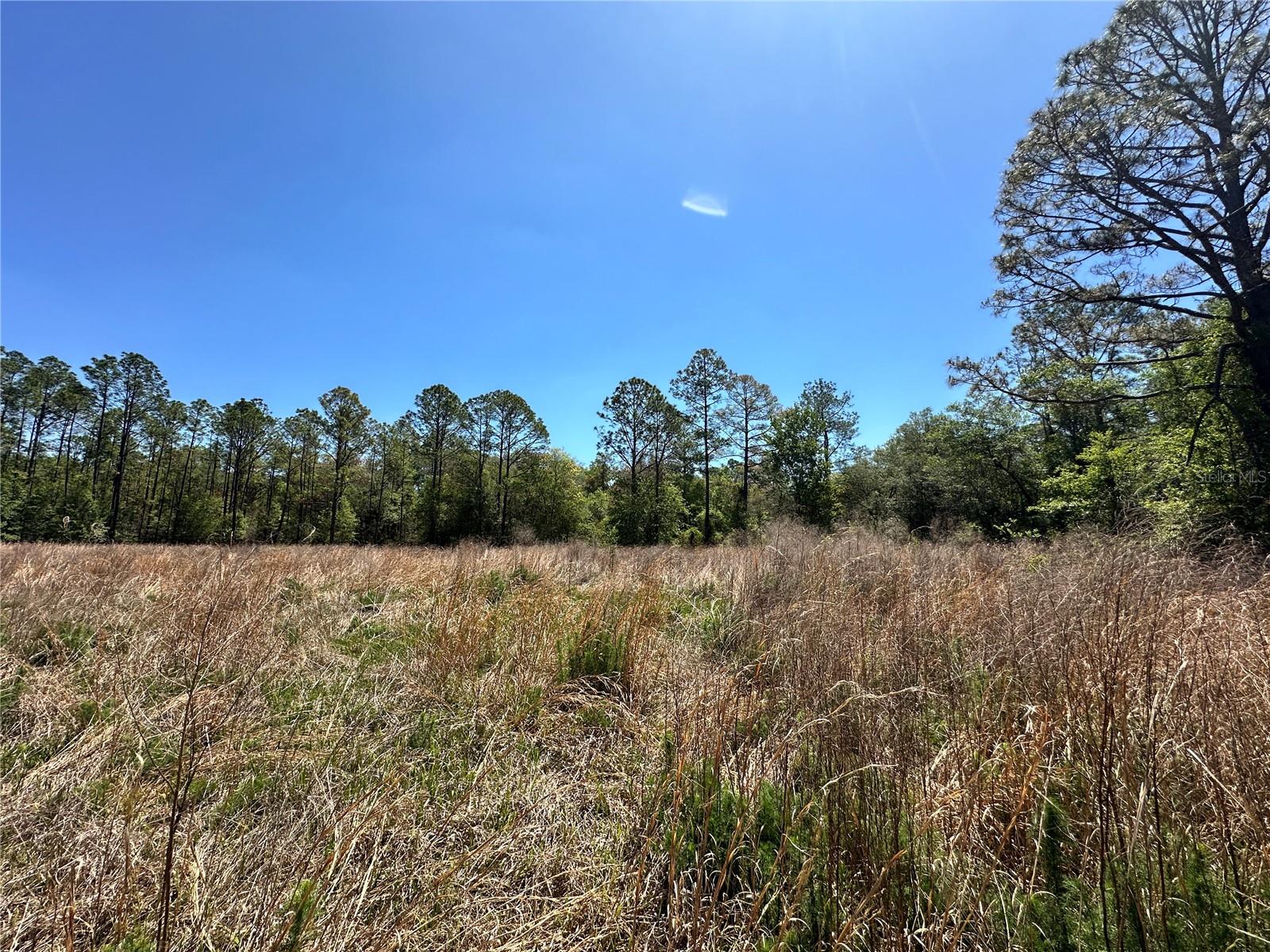 TBD NE 128TH LN, BRONSON, FL — photo 13