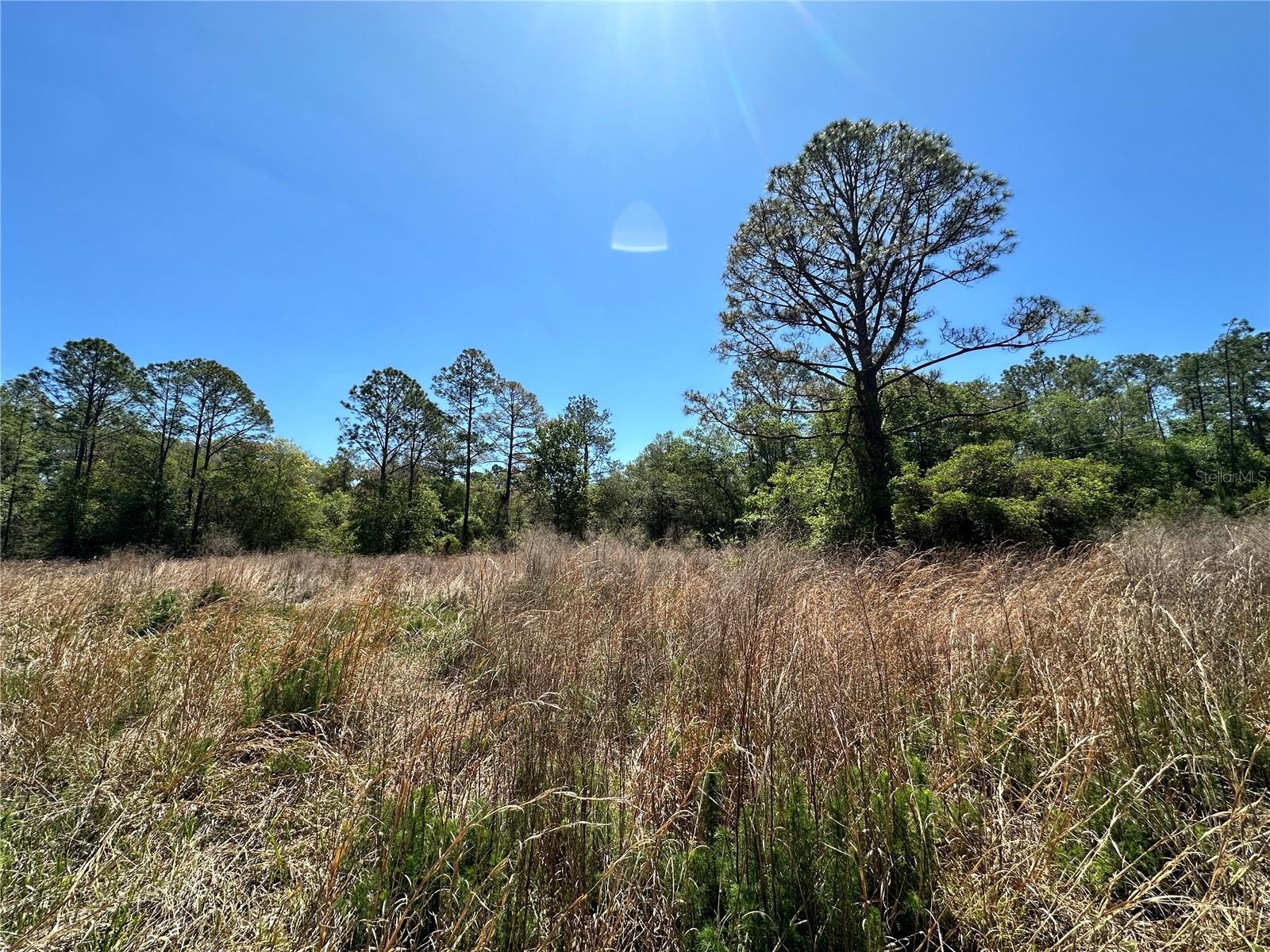 TBD NE 128TH LN, BRONSON, FL — photo 14