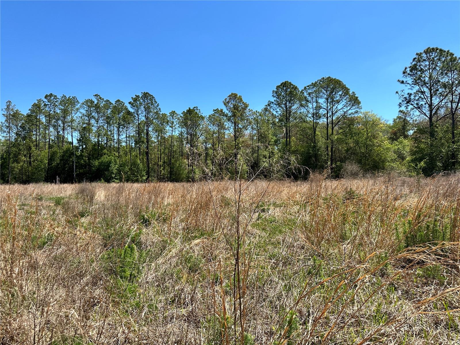 TBD NE 128TH LN, BRONSON, FL — photo 15