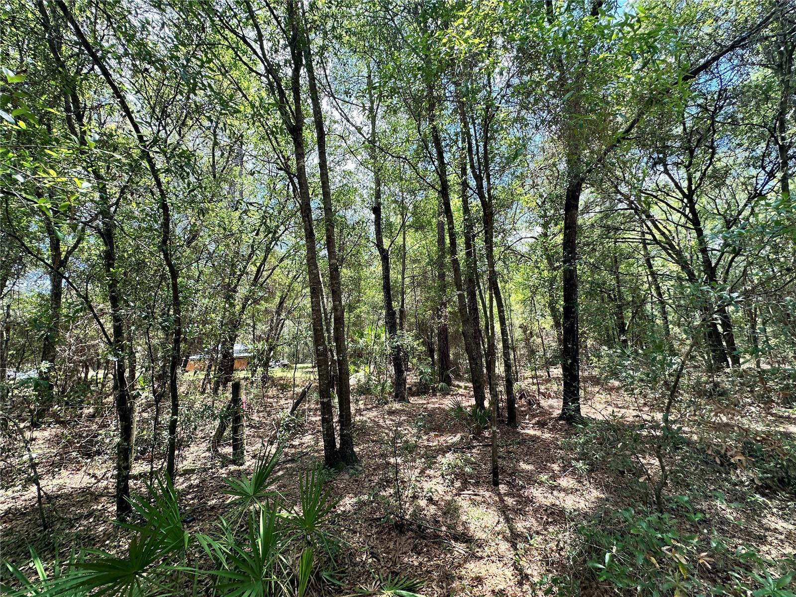 13070 NE 78TH PL, BRONSON, FL — photo 3