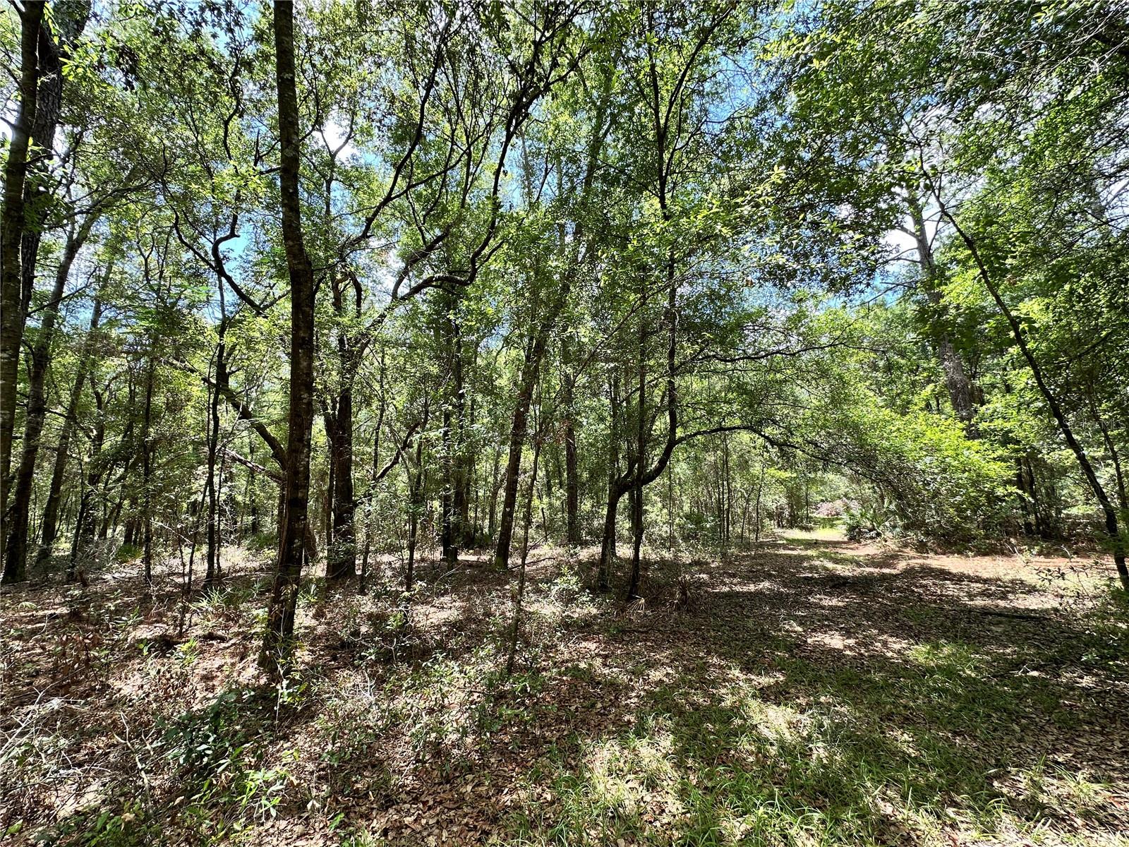 13070 NE 78TH PL, BRONSON, FL — photo 5
