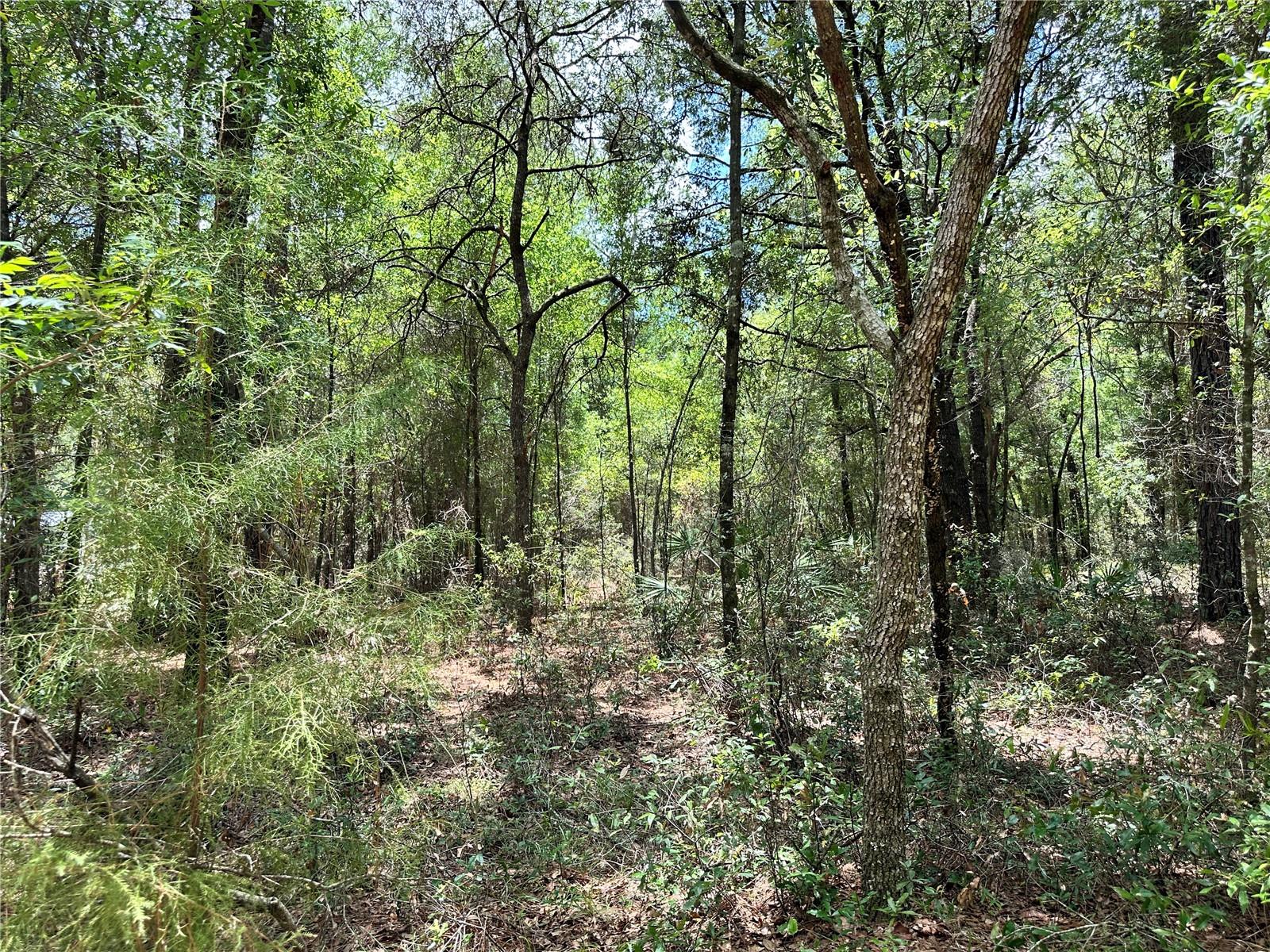 13070 NE 78TH PL, BRONSON, FL — photo 7