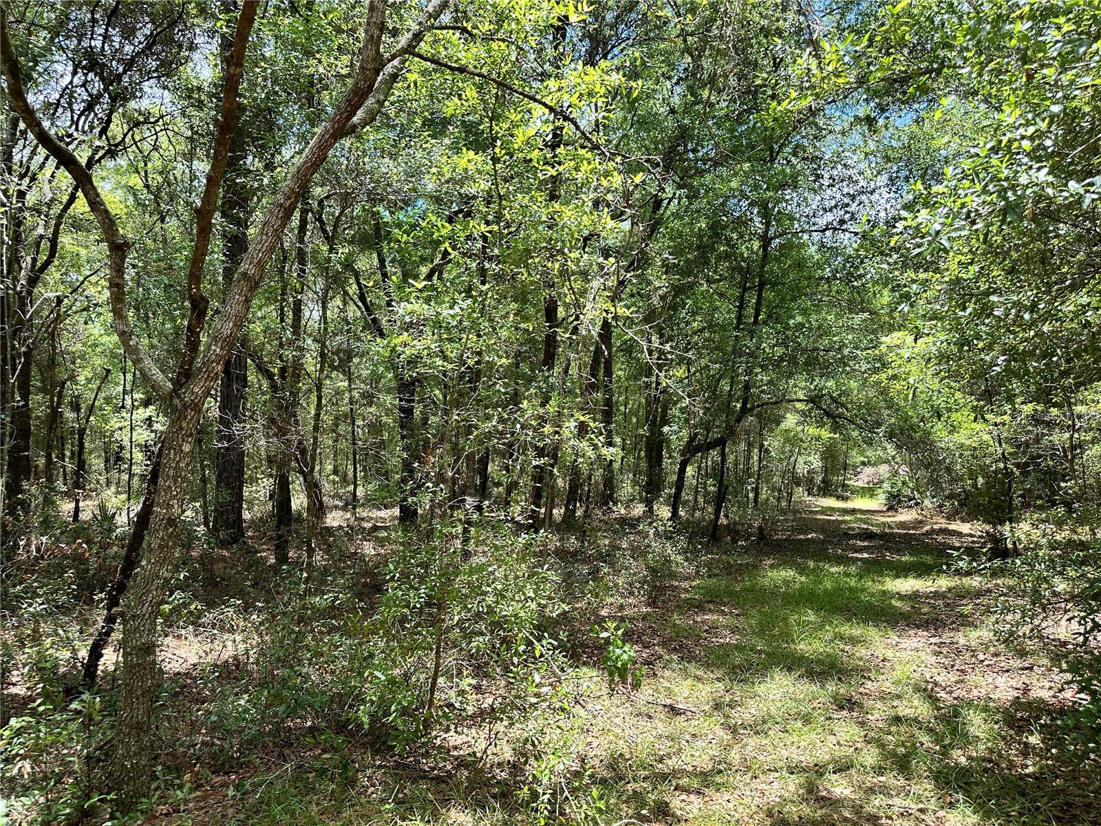 13070 NE 78TH PL, BRONSON, FL — photo 8