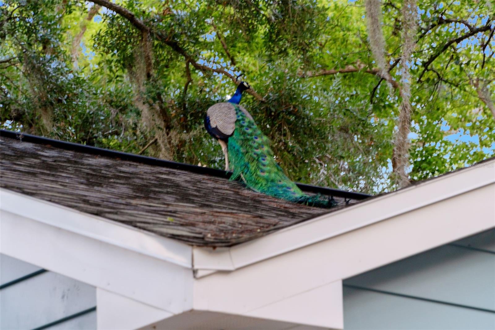1502 E PARK CIR, TAMPA, FL — photo 66