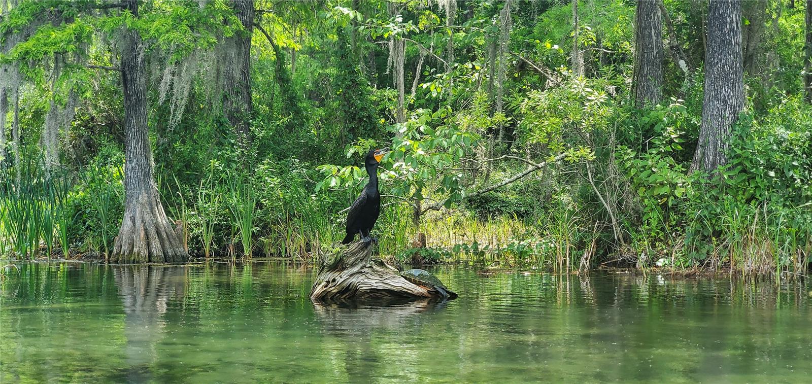 19660 SW 83RD PLACE RD #C16, DUNNELLON, FL — photo 84