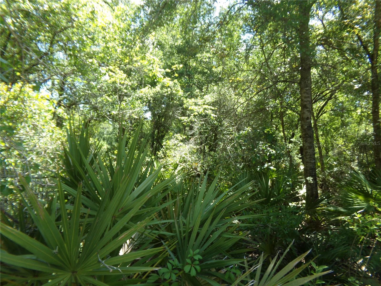 KNOXVILLE DR, WEBSTER, FL — photo 2