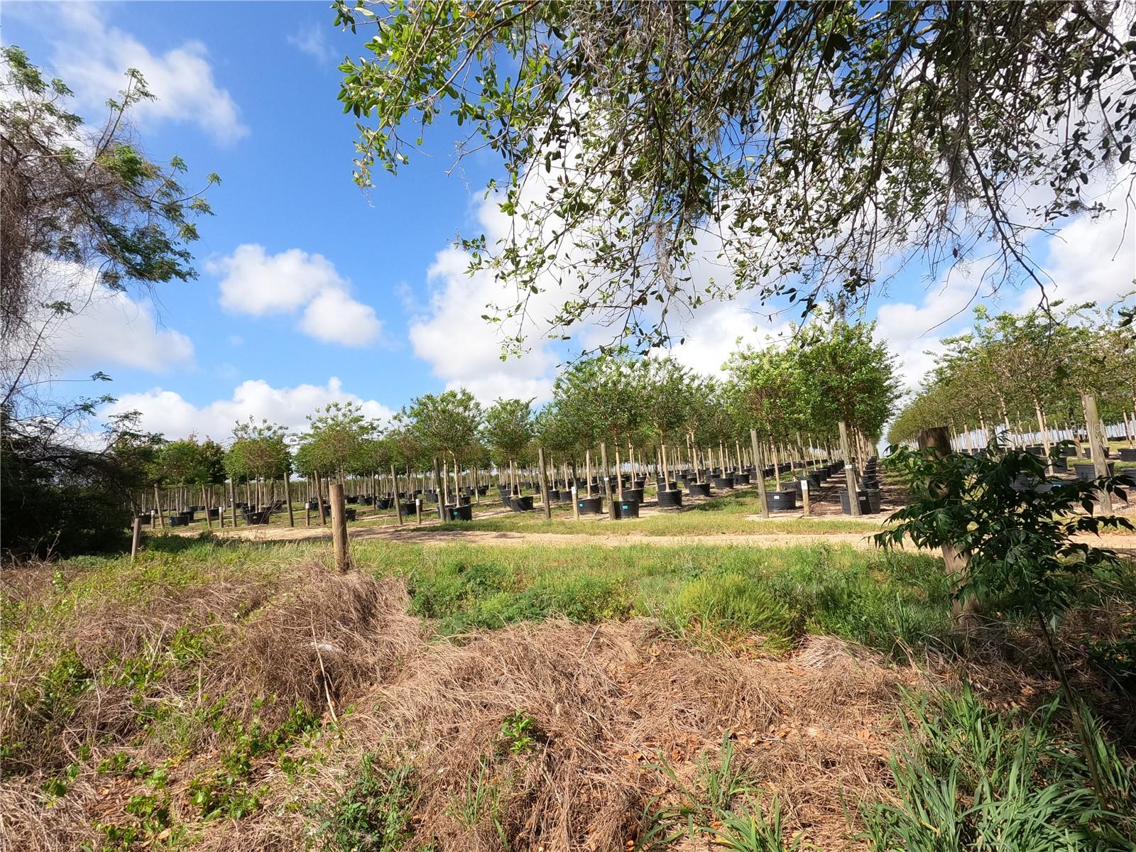 0 EARTH STAR LN, GROVELAND, FL — photo 97