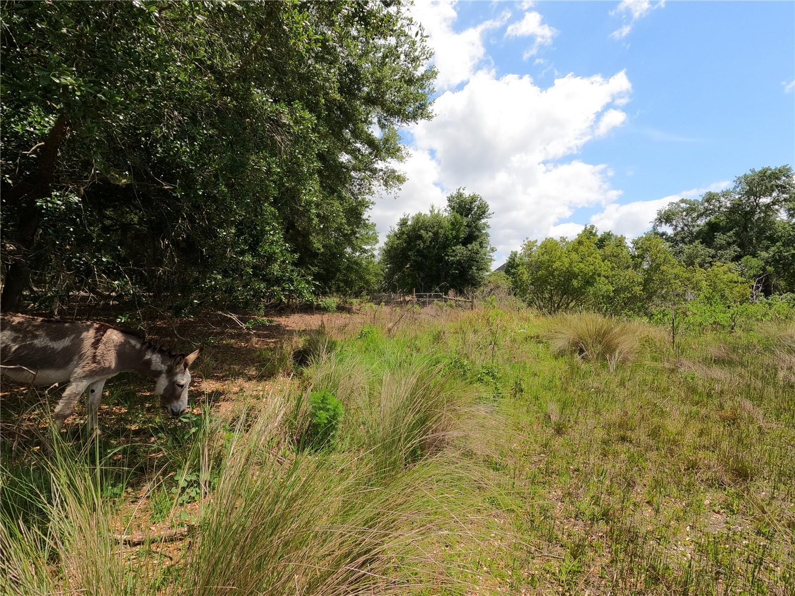 0 EARTH STAR LN, GROVELAND, FL — photo 163