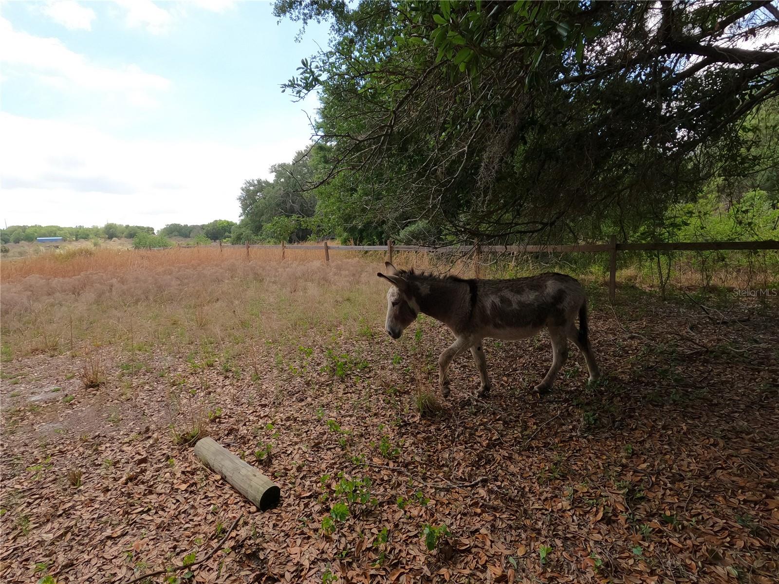 0 EARTH STAR LN, GROVELAND, FL — photo 169