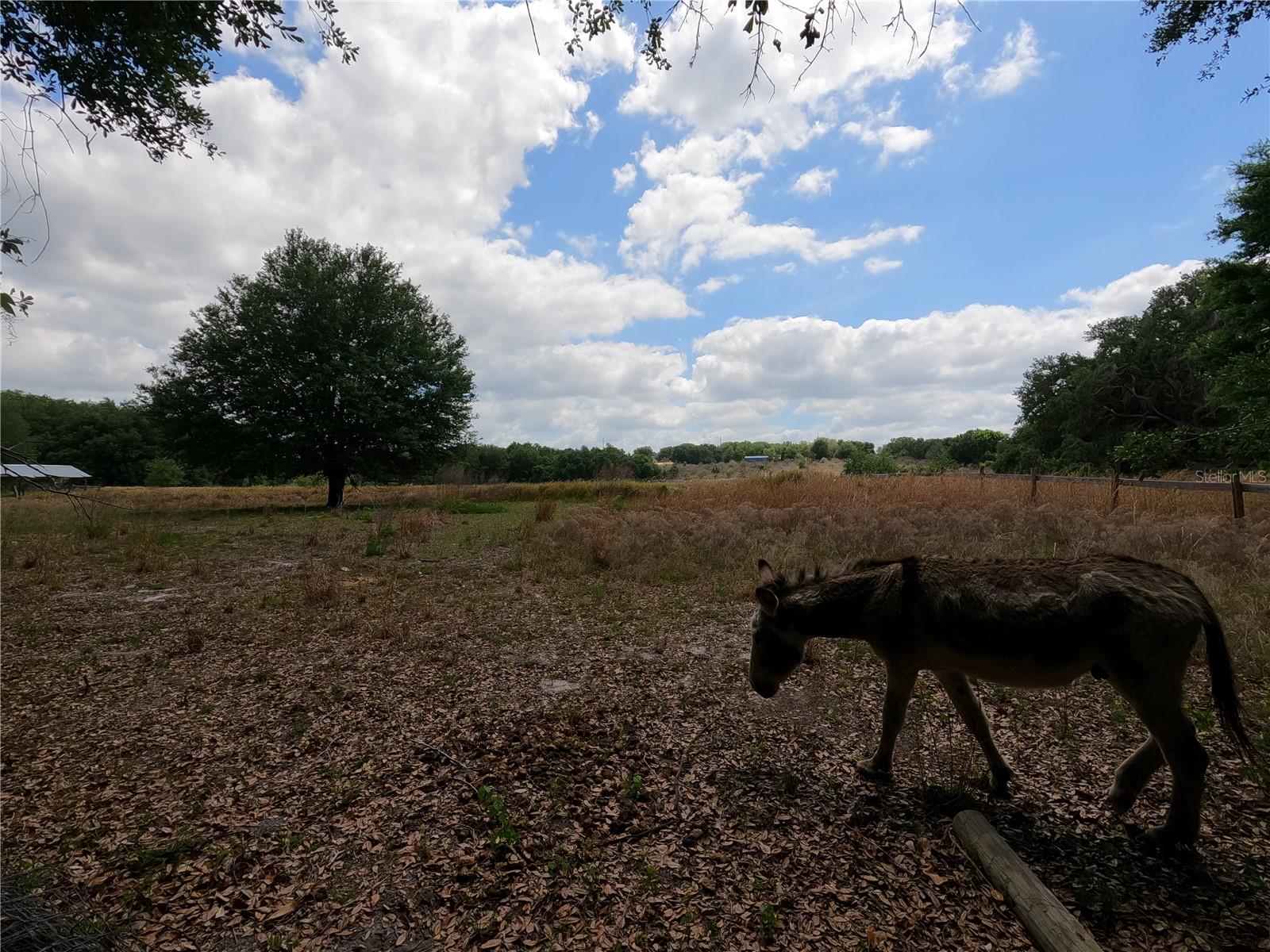0 EARTH STAR LN, GROVELAND, FL — photo 171