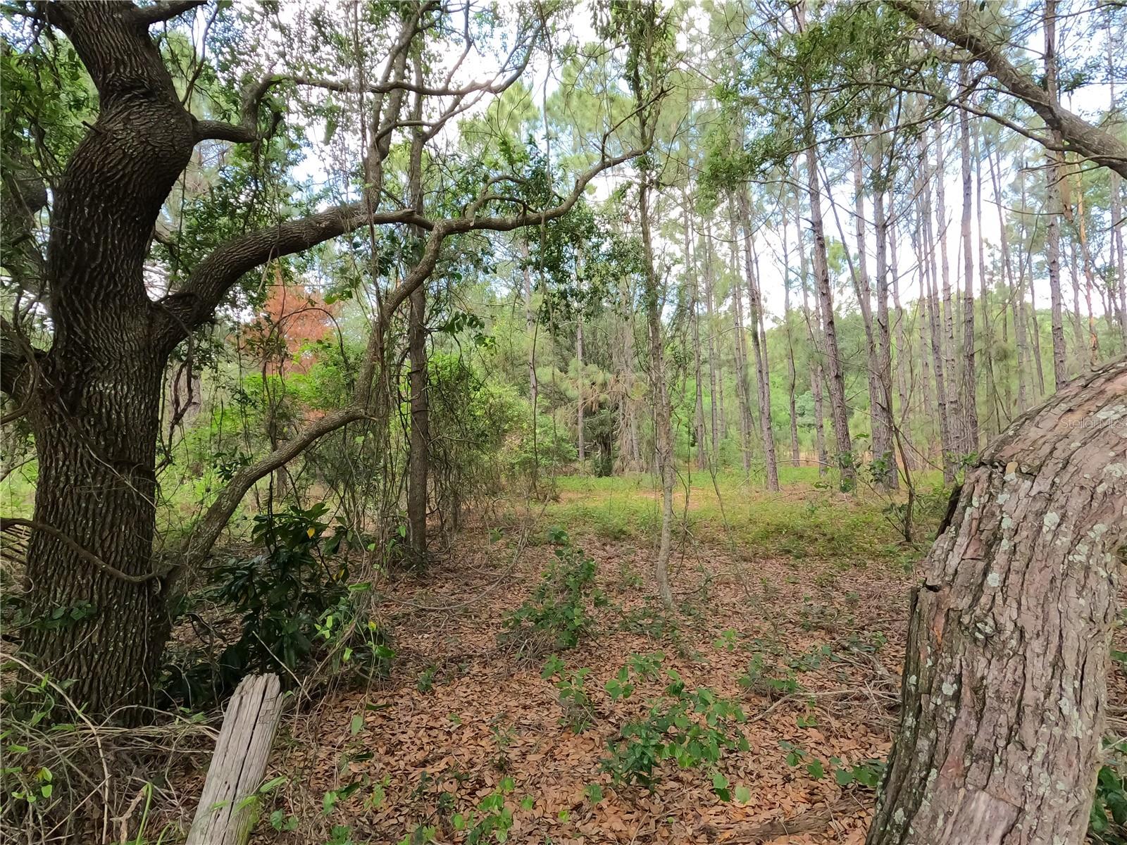 0 EARTH STAR LN, GROVELAND, FL — photo 173