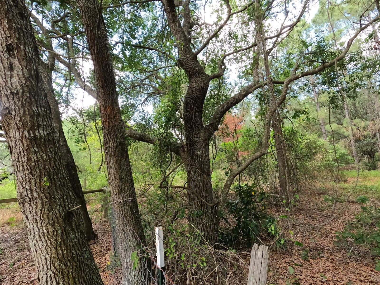 0 EARTH STAR LN, GROVELAND, FL — photo 175