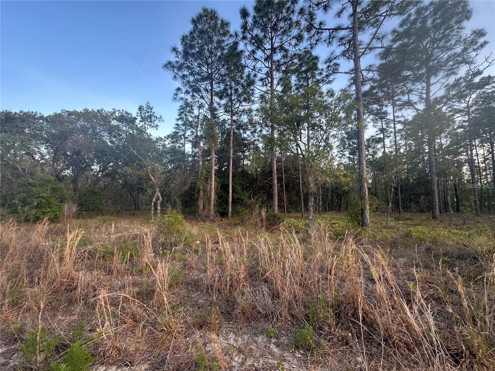 LOT 3 NW AMBERJACK AVE., DUNNELLON, FL — photo 2