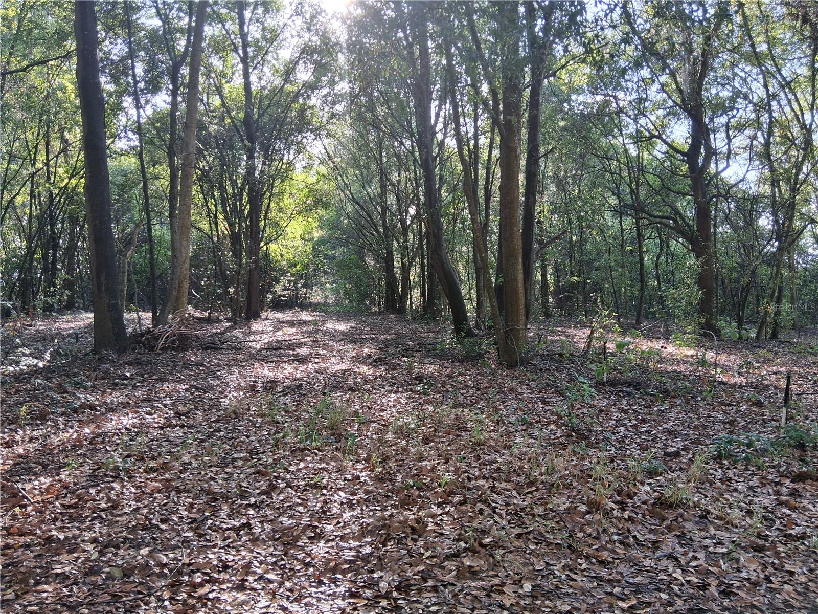 16451 FORREST LN, GROVELAND, FL — photo 9
