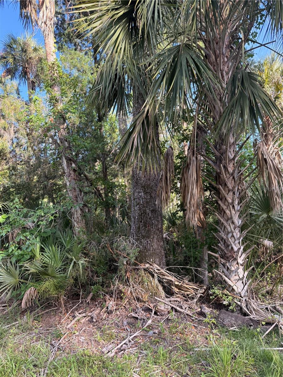 10274 W OZELLO TRL, CRYSTAL RIVER, FL — photo 4