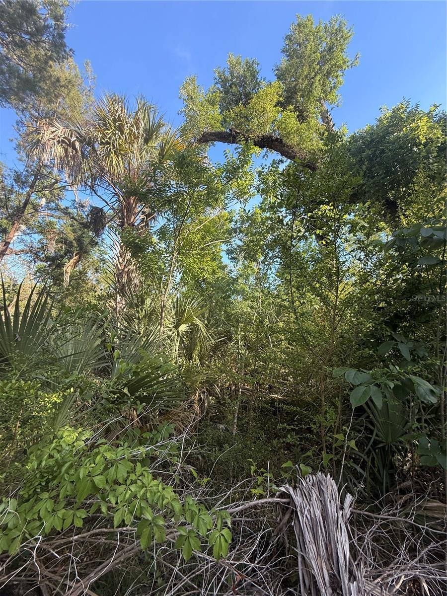 10274 W OZELLO TRL, CRYSTAL RIVER, FL — photo 5