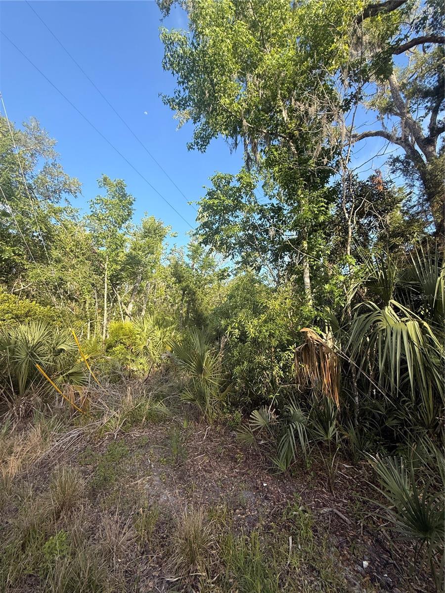 10274 W OZELLO TRL, CRYSTAL RIVER, FL — photo 7