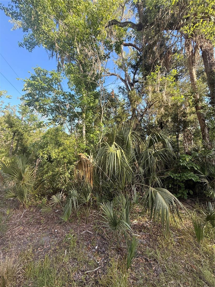 10274 W OZELLO TRL, CRYSTAL RIVER, FL — photo 8