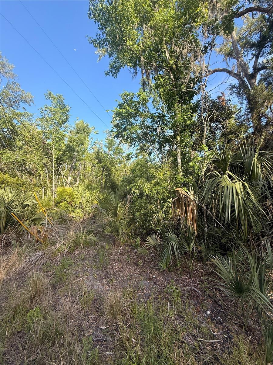 10274 W OZELLO TRL, CRYSTAL RIVER, FL — photo 10