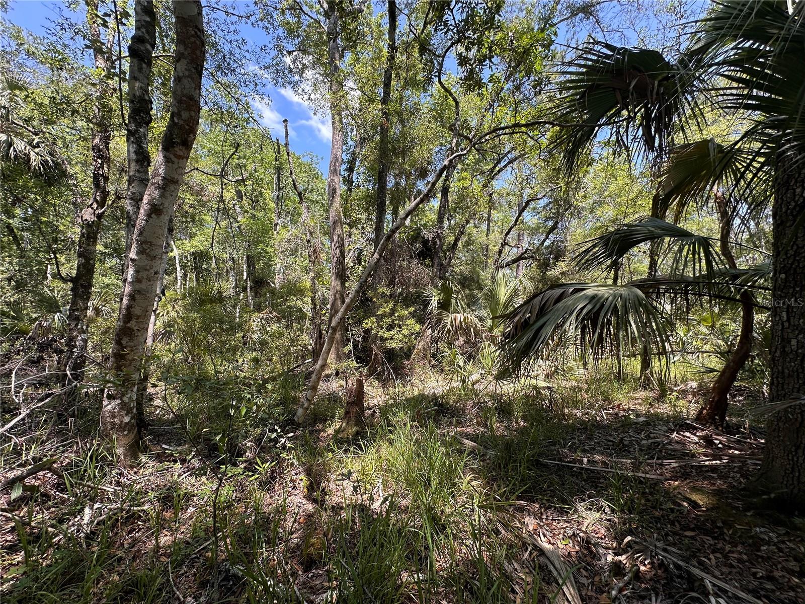 TBD SW CR-347, CHIEFLAND, FL — photo 24