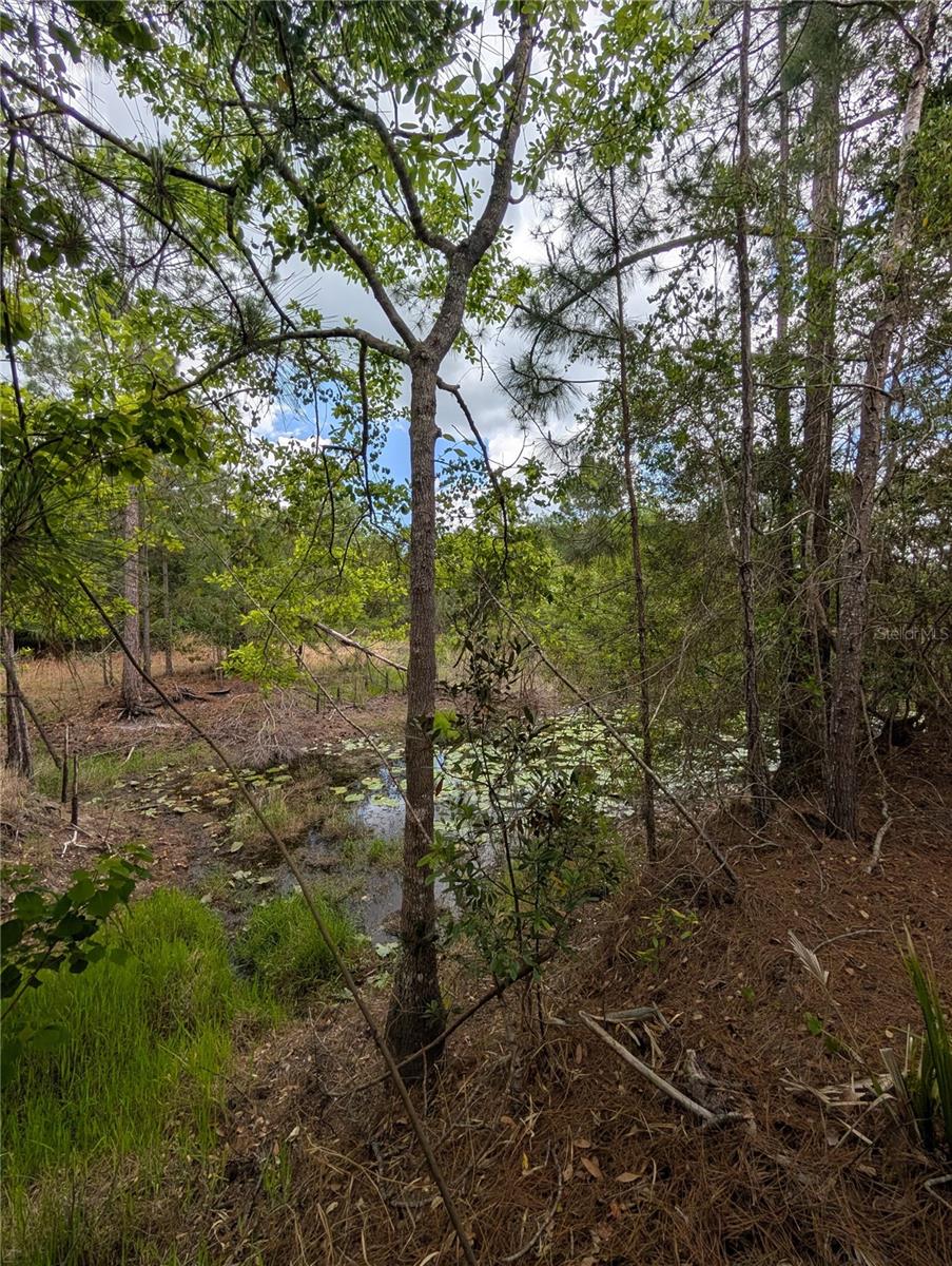 38521 ILEX TRL, EUSTIS, FL — photo 31