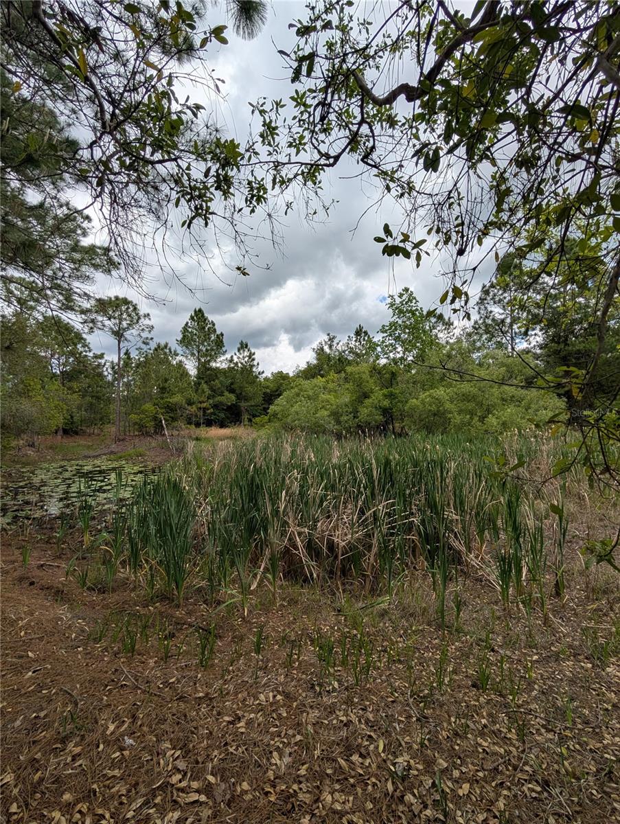 38521 ILEX TRL, EUSTIS, FL — photo 34