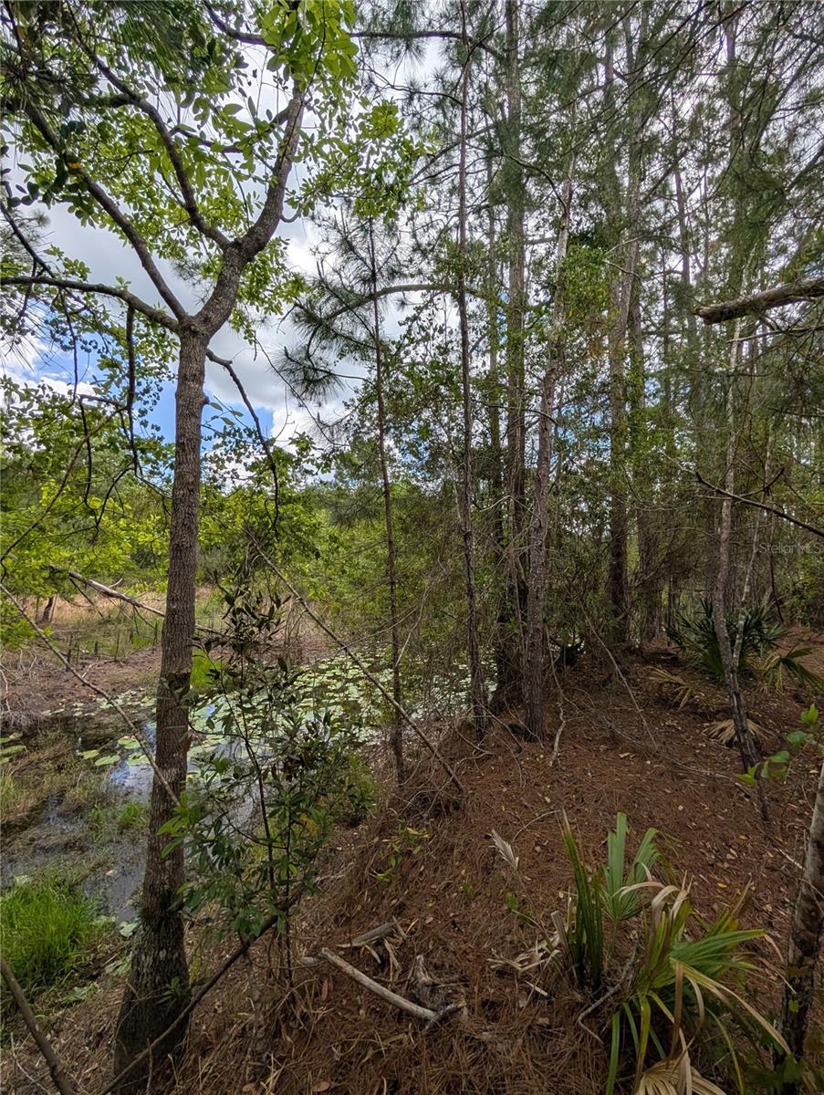 38521 ILEX TRL, EUSTIS, FL — photo 36