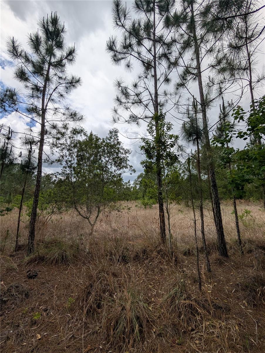 38521 ILEX TRL, EUSTIS, FL — photo 38